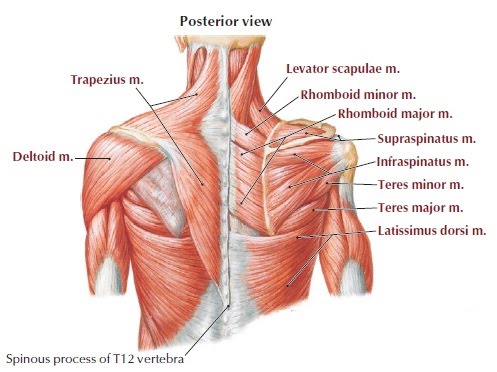 Shoulder Anatomy